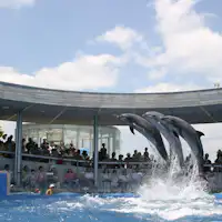 うみたまご イルカショー