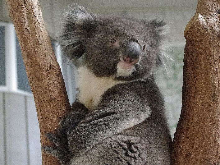 【家庭】附赠<英格兰丘陵>入园券可见考拉，欢迎儿童／含早晚餐，全包式服务。