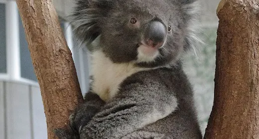 【家庭】附赠<英格兰丘陵>入园券可见考拉,欢迎儿童/含早晚餐,全包式服务。