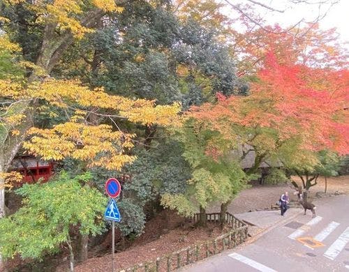 客室からの眺め　春日大社の森が広がる