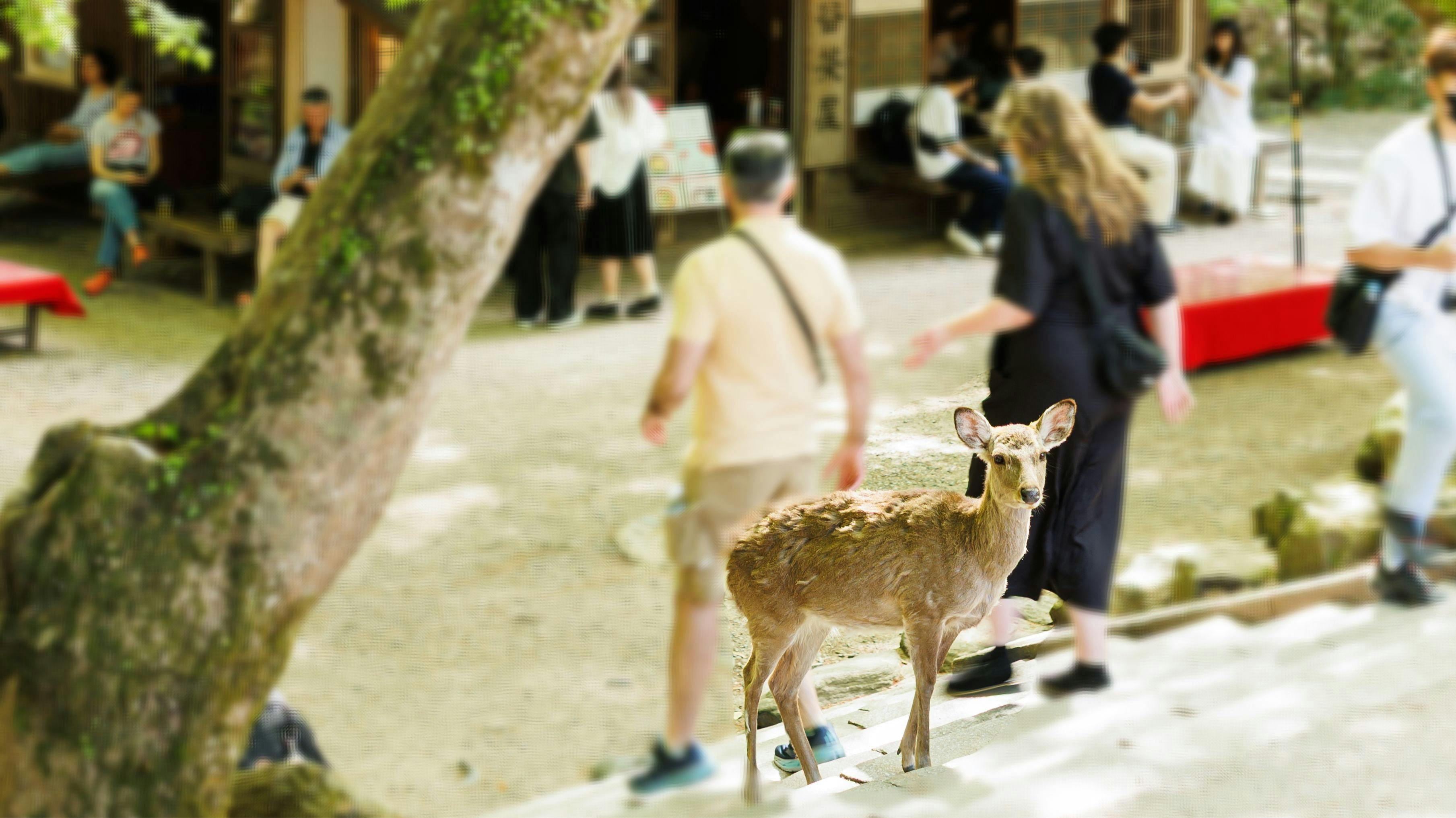 奈良春日 鹿のや