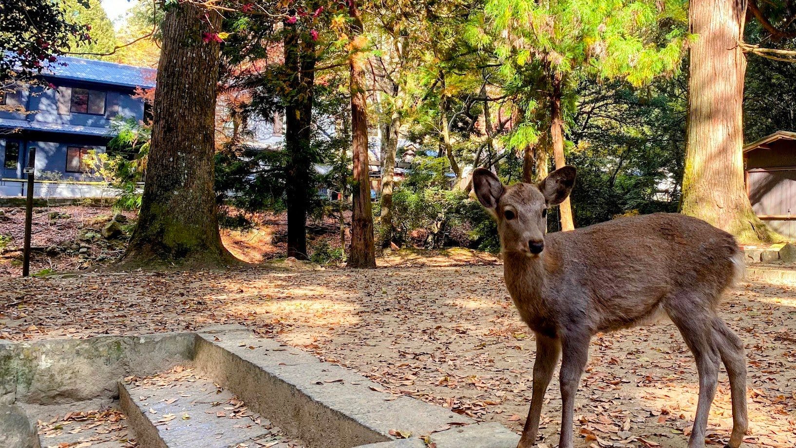 奈良春日 鹿のや