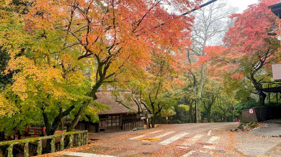 NaraKasuga KANOYA