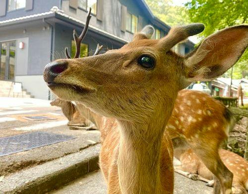 ホテルの周りの奈良公園の鹿