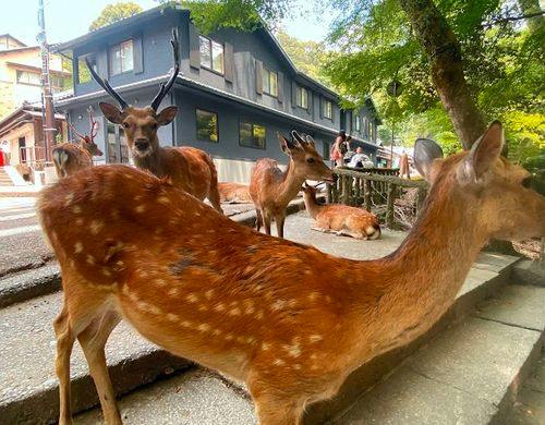 ホテルの周りの奈良公園の鹿