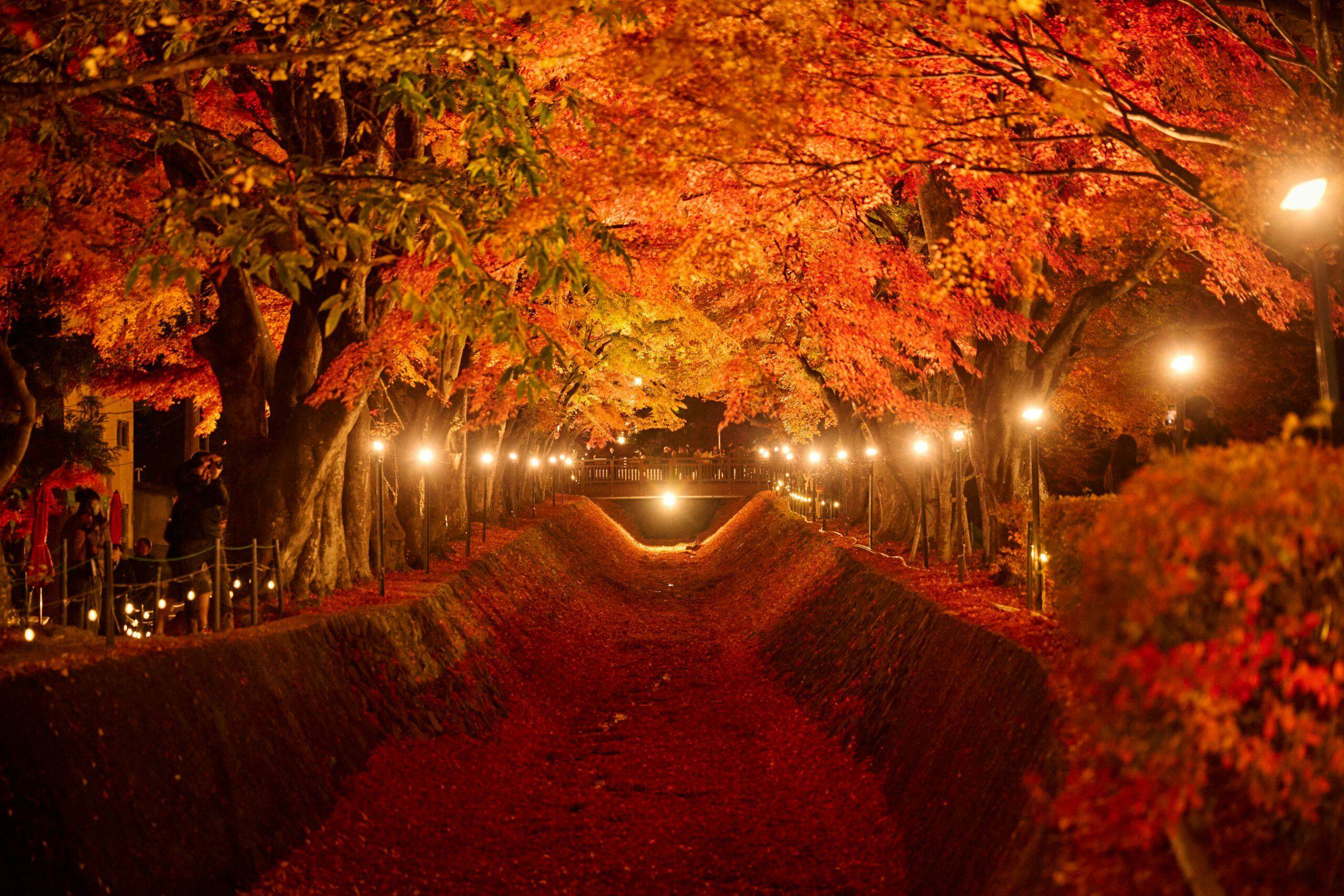 Koridor Momiji Danau Kawaguchi