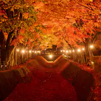 Koridor Momiji Danau Kawaguchi