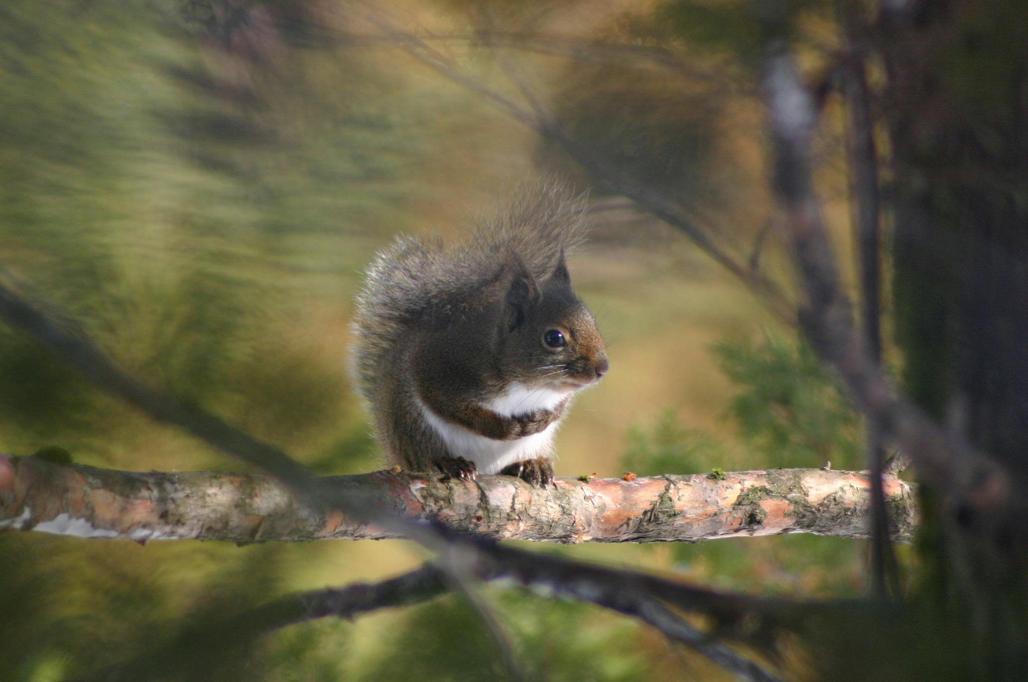กระรอกมาที่สวนหลังบ้านของเรา