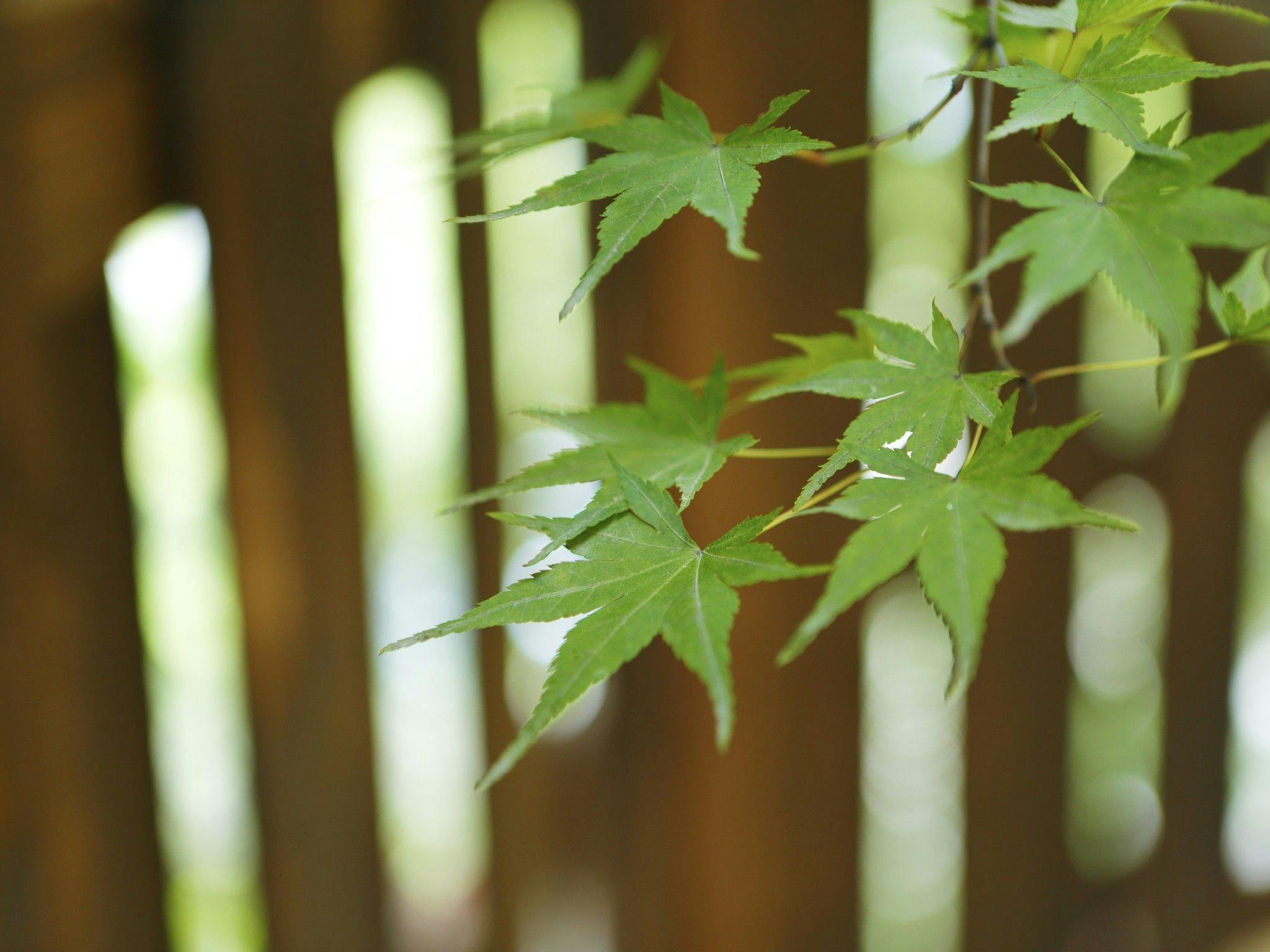 有馬温泉　ねぎや陵楓閣