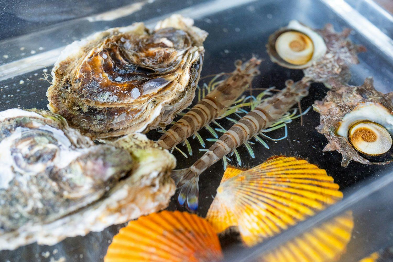 【磯あそび会席】