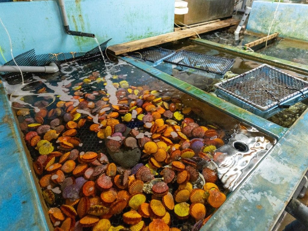 ビューホテル壱岐