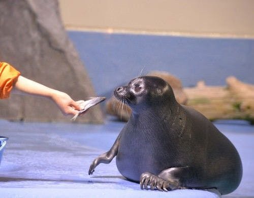 พิพิธภัณฑ์สัตว์น้ำโทบะ