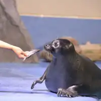 พิพิธภัณฑ์สัตว์น้ำโทบะ