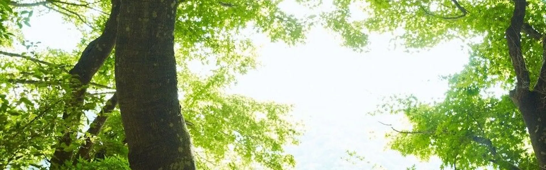島崎藤村ゆかりの宿 中棚荘