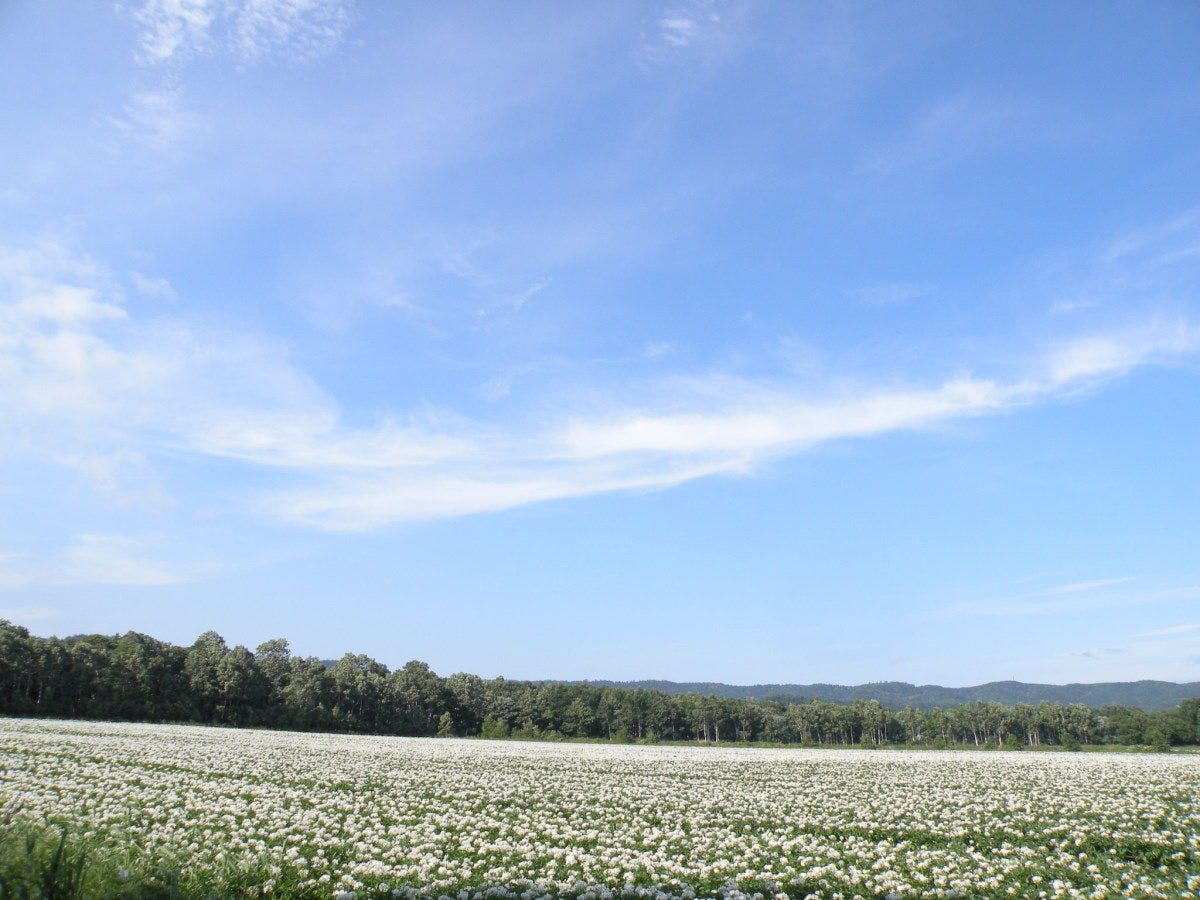 ジャガイモの花は初夏の風景です