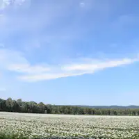 ジャガイモの花は初夏の風景です