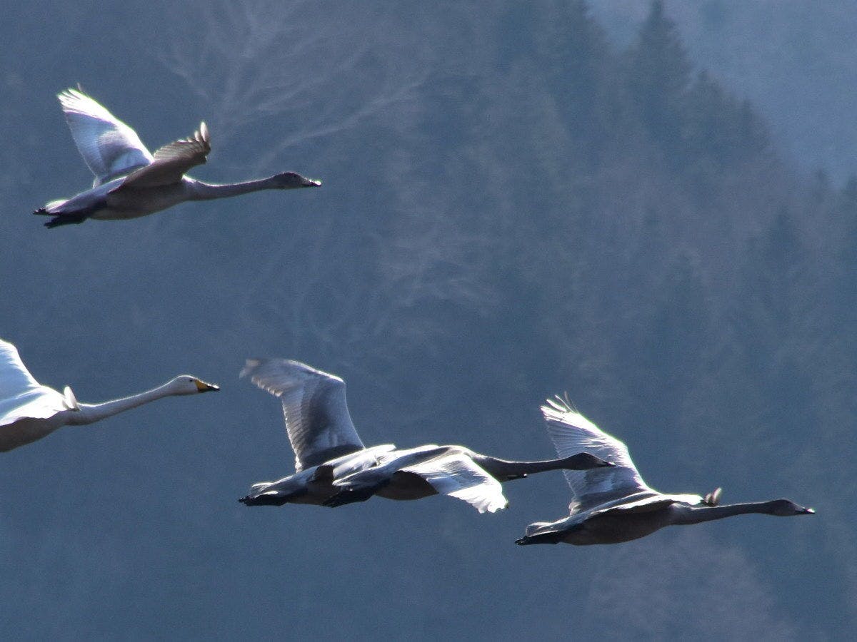 オオハクチョウの編隊飛行も見られます。