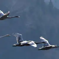 オオハクチョウの編隊飛行も見られます。