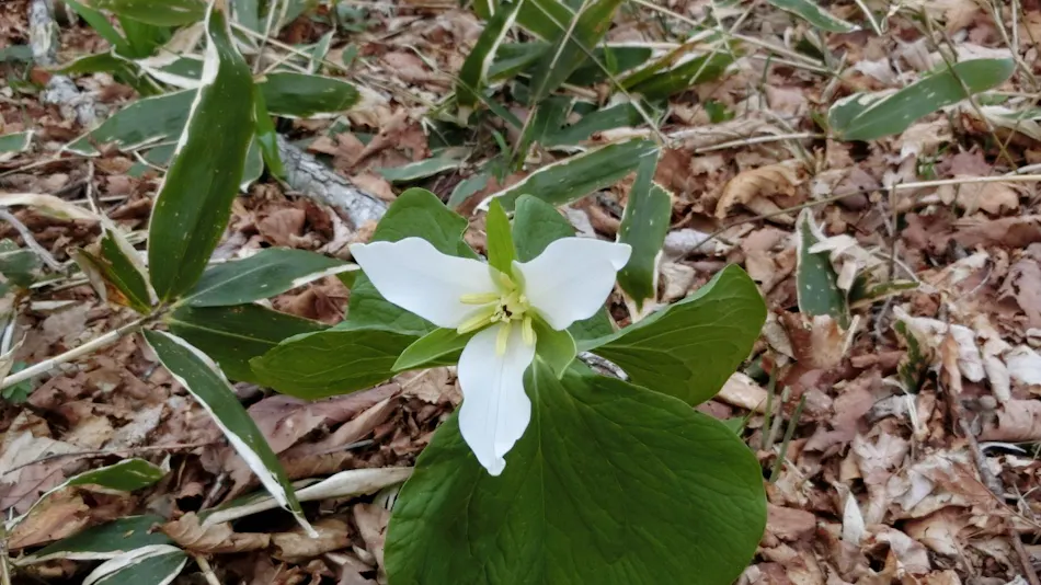 Polaris