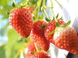 イチゴが食べ放題のイチゴ狩り付プラン♪