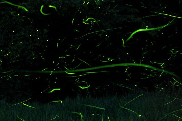 幻想的なホタルの乱舞