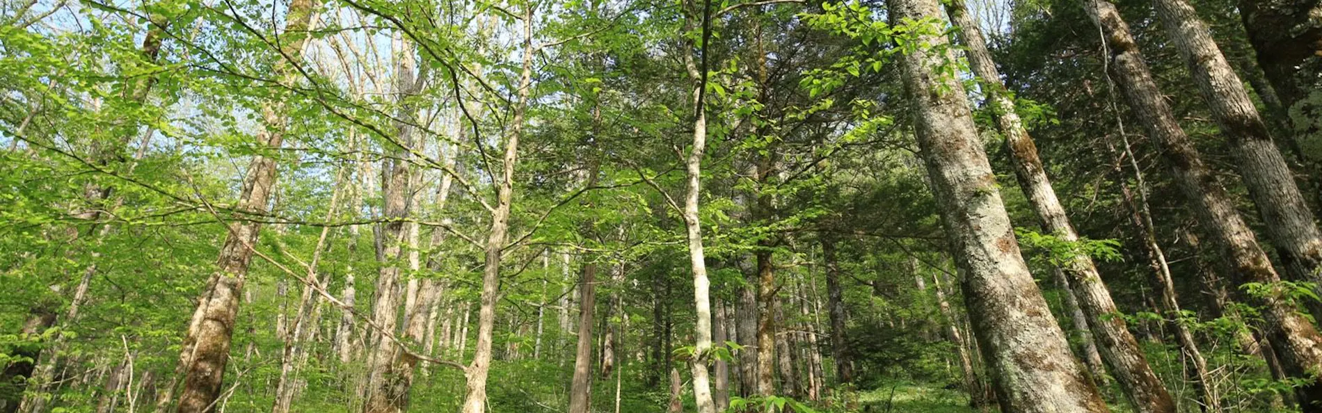 THE PARKLODGE 上高地