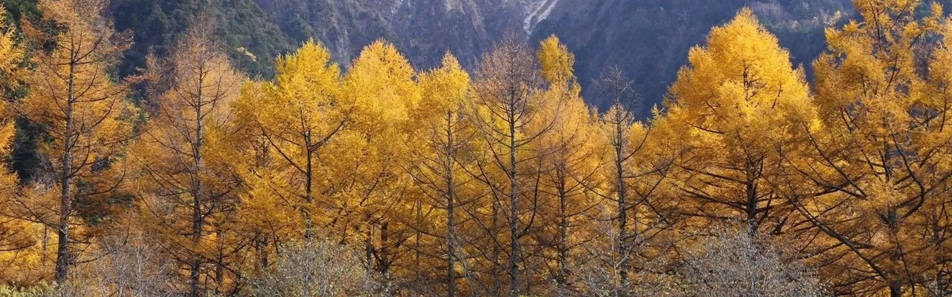 THE PARKLODGE 上高地