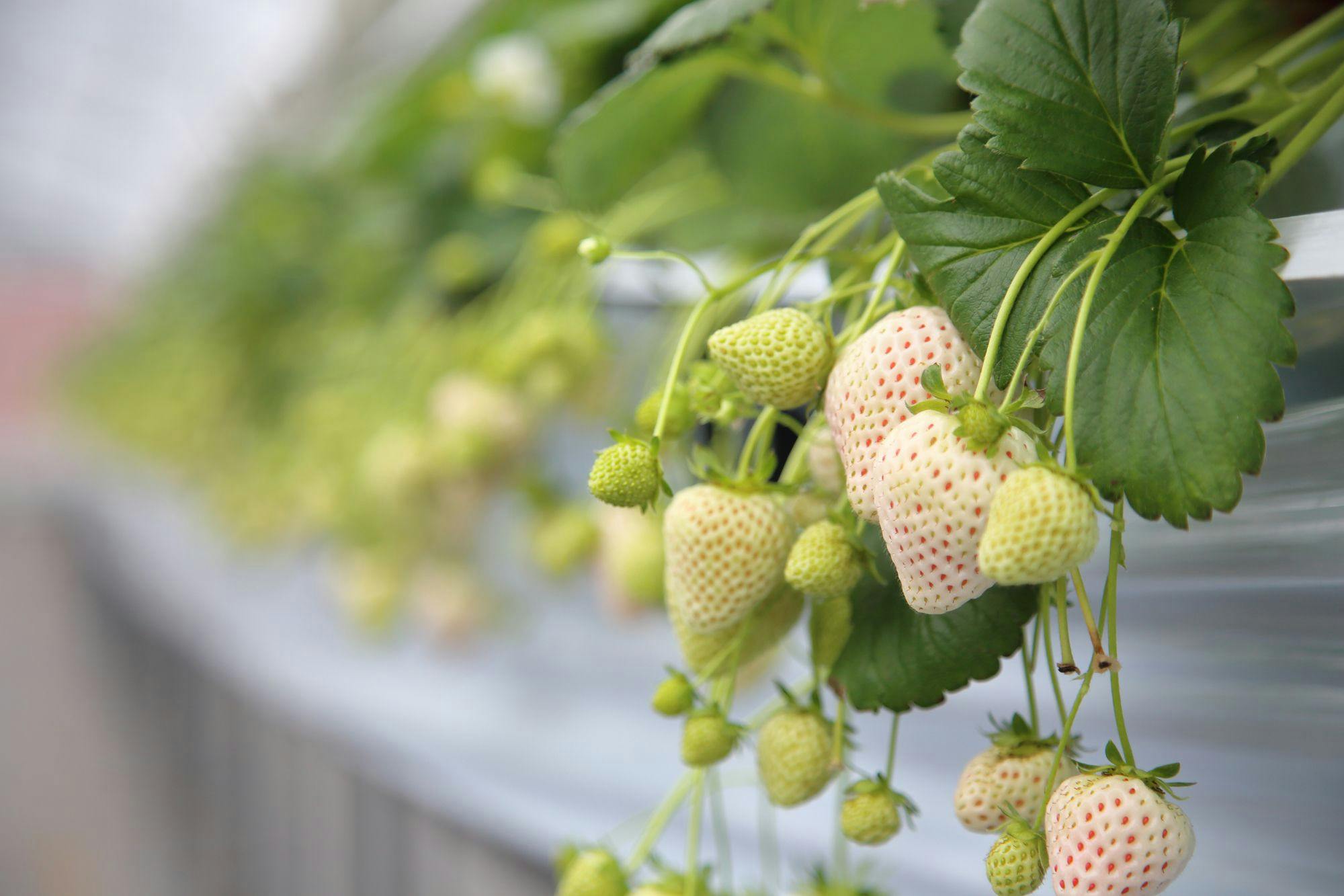 罕見的白草莓「天使草莓」