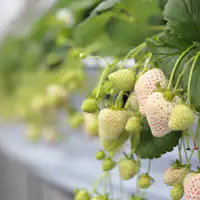 罕見的白草莓「天使草莓」