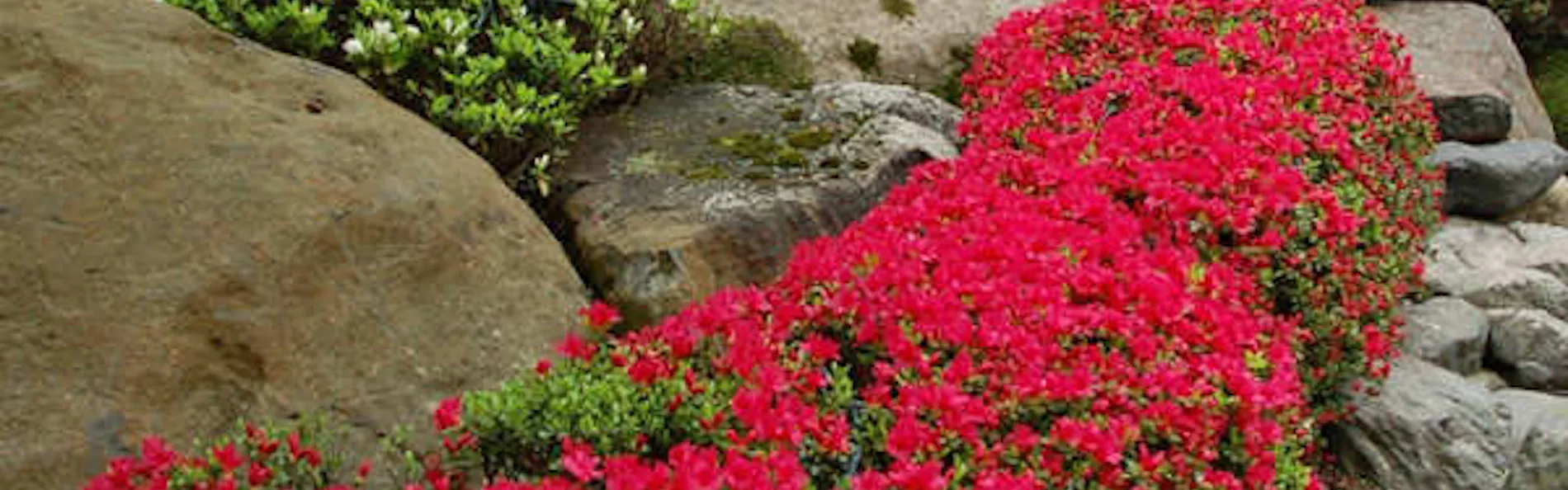 花の宿 にしき園