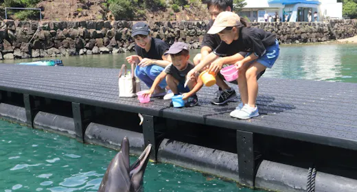 【くじらの博物館入館付】イルカのエサやり体験もできる!家族旅行におすすめ!バイキングプラン