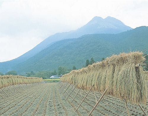 由布岳と稲刈り