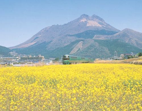 由布岳と菜の花