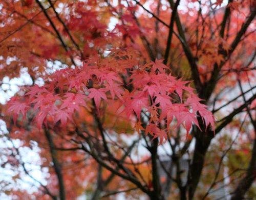 秋の湯布院