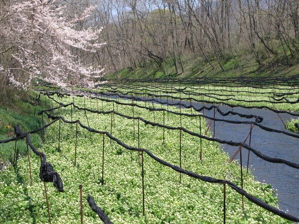 【大王わさび農場】