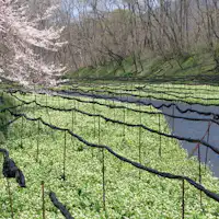 【大王わさび農場】