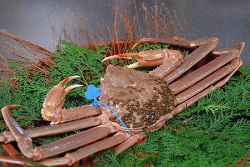 【活け松葉蟹1匹使用】カニフルコース　全室オーシャンビュー