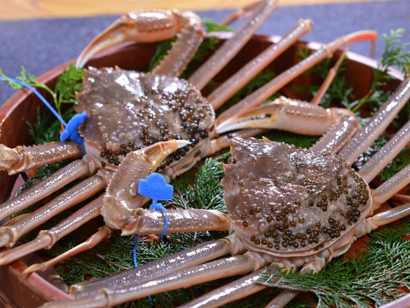 【活け松葉蟹2匹使用】カニフルコース　全室オーシャンビュー
