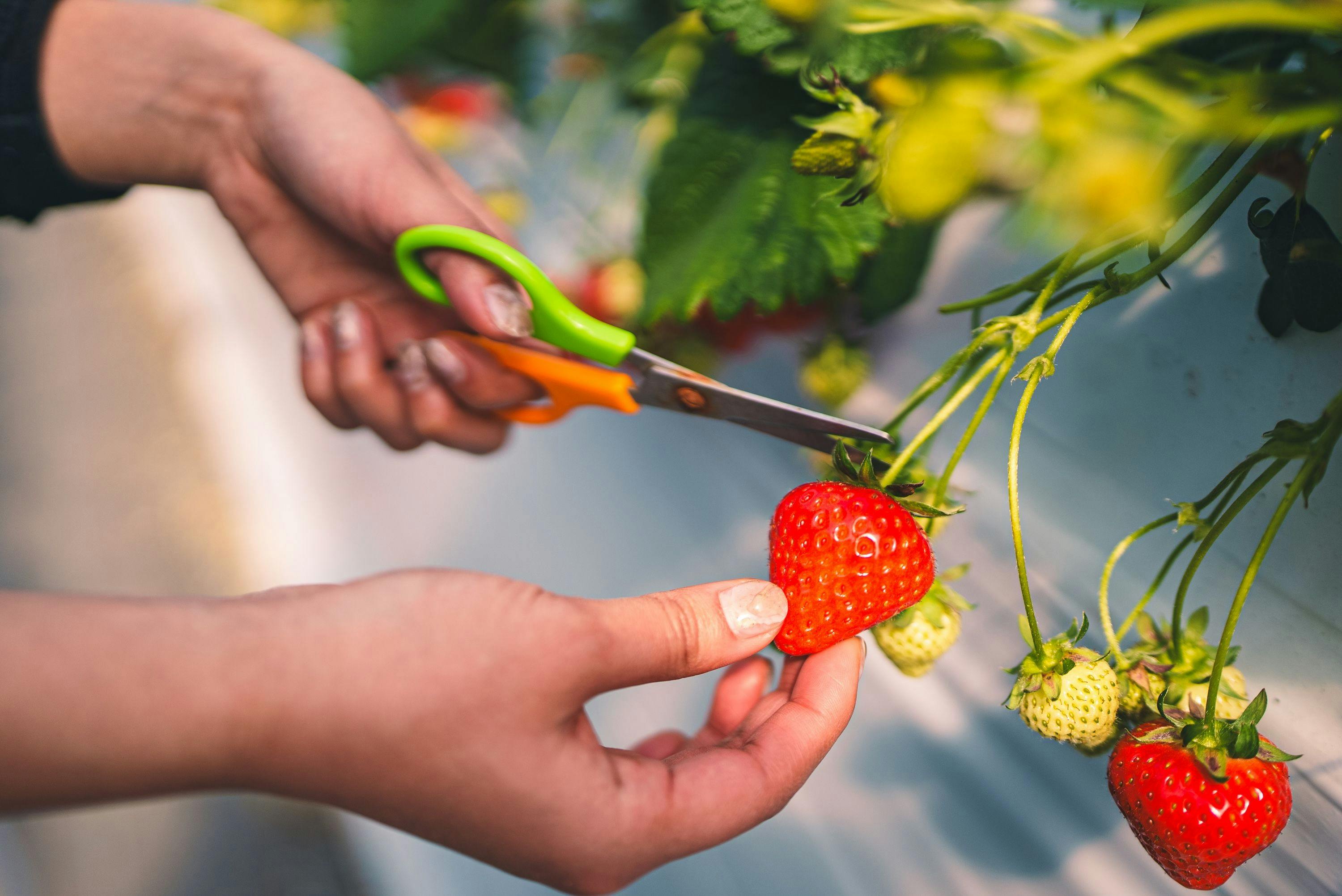ประสบการณ์เก็บสตรอว์เบอร์รีอาสุกะรูบี้