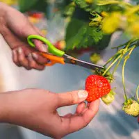 ประสบการณ์เก็บสตรอว์เบอร์รีอาสุกะรูบี้