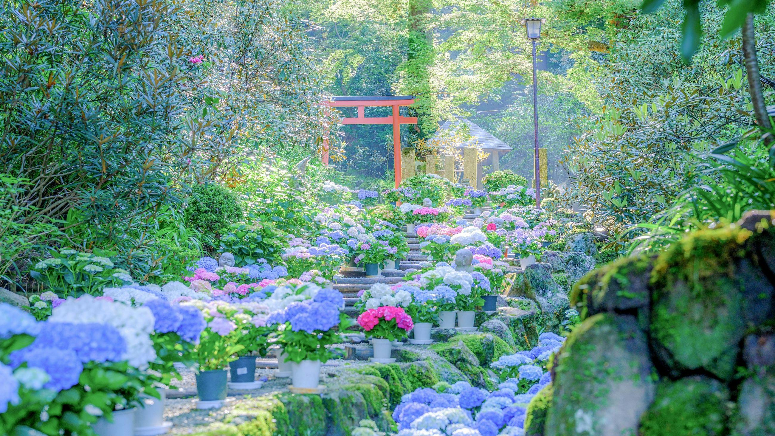 岡寺の紫陽花が見頃