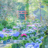 岡寺の紫陽花が見頃