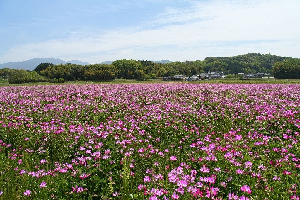 春の明日香（レンゲ畑）