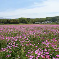 春の明日香(レンゲ畑)