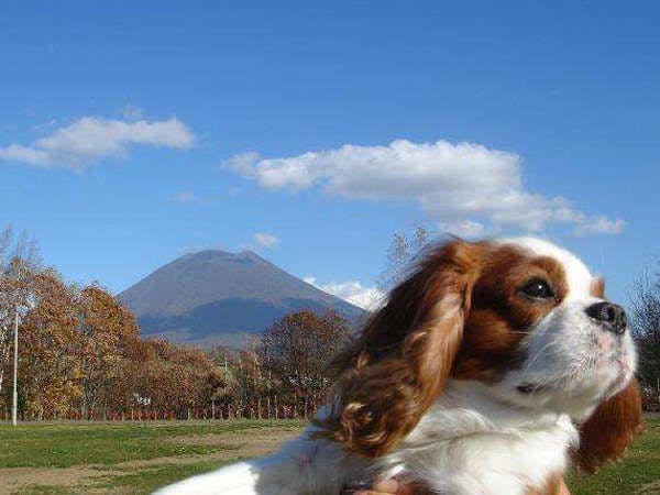 ●แผนสัตว์เลี้ยง●