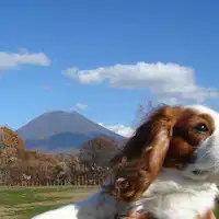 ●แผนสัตว์เลี้ยง●