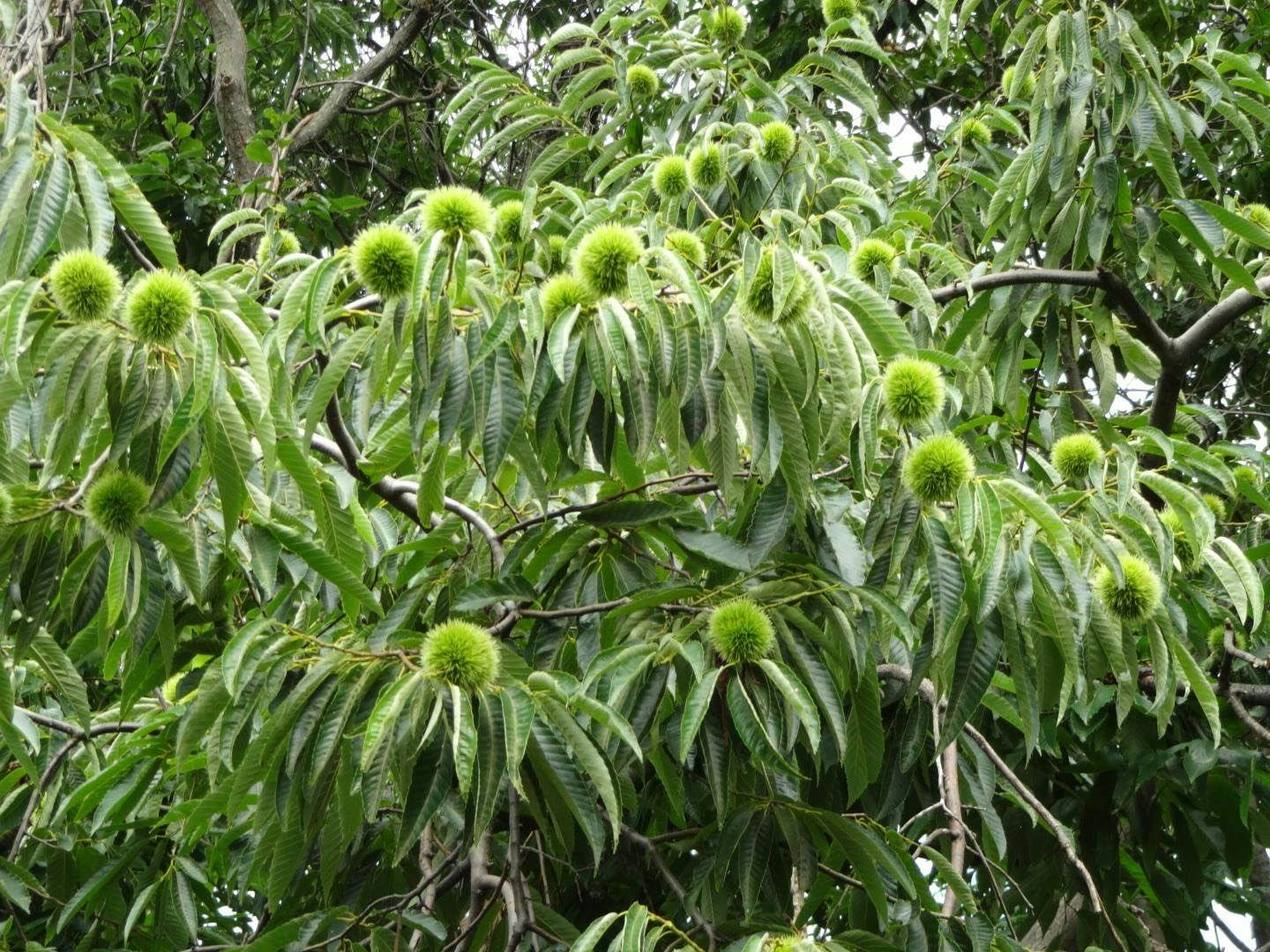 La Cachette
