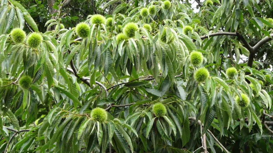 La Cachette