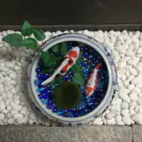 玄関では鯉がお出迎え