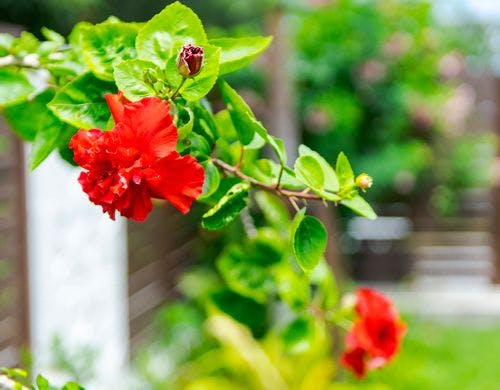 【お庭】南国情緒あふれる種類の草花